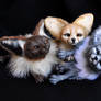 Fennec foxes- sold