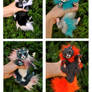 Litter of baby dragon spirits- more photos