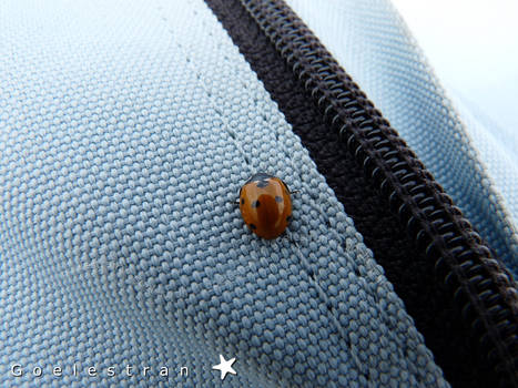 Miss Ladybird visits backpack