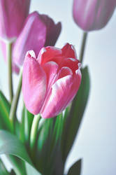 tulips2