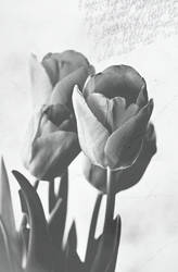 tulipsbw2