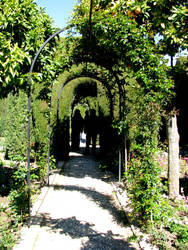 The Alhambra's Canopy