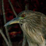 Juvie night heron