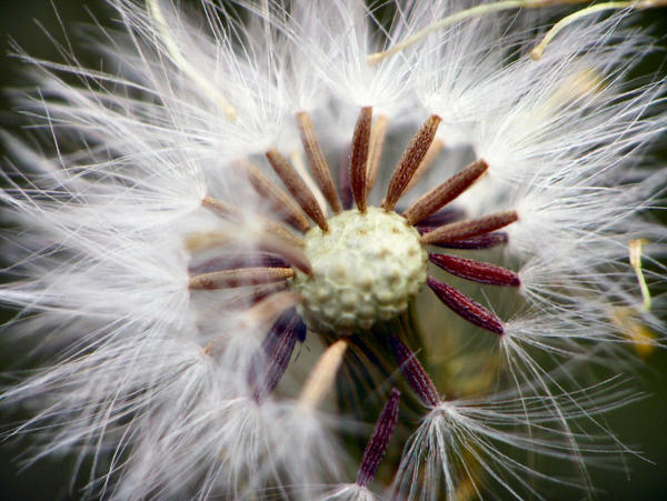 dandylion clock by steve-j on DeviantArt