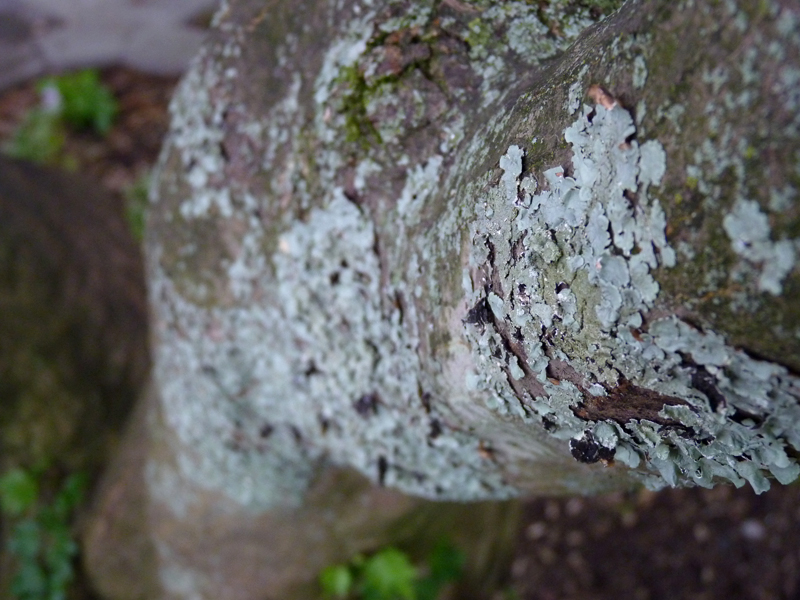 Tree Bark