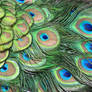 Peacock_stock