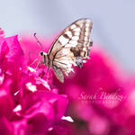 Schmetterling. by Blueberryblack