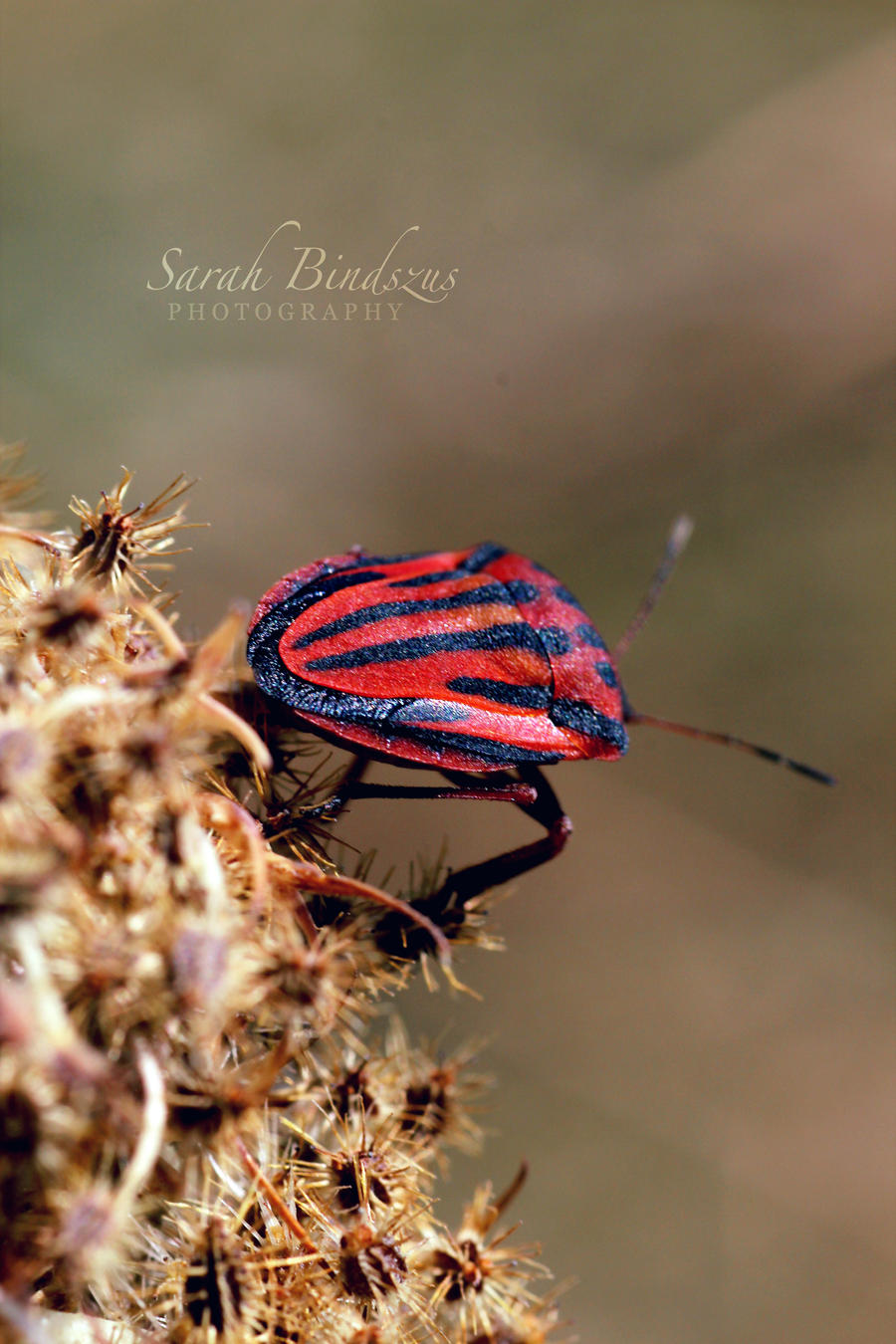 Red Bug.