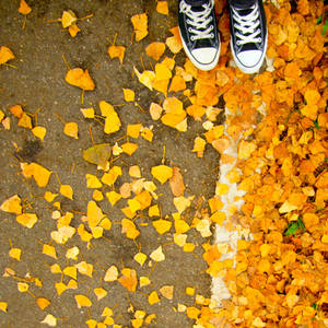 autumn split. by Blueberryblack autumn split. by Blueberryblack