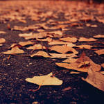 fallen leaves. by Blueberryblack