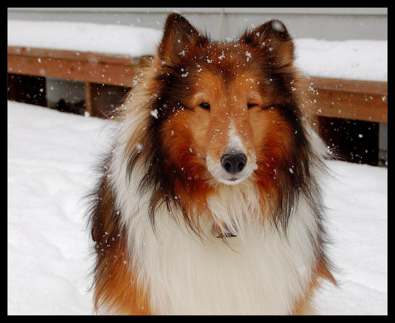 Snow Puppy