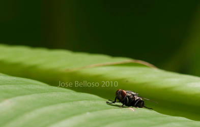 Sunbathing Fly