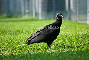 American Black Vulture 2