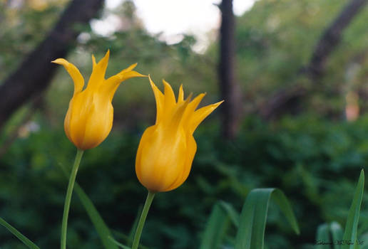 Yellow Tulips