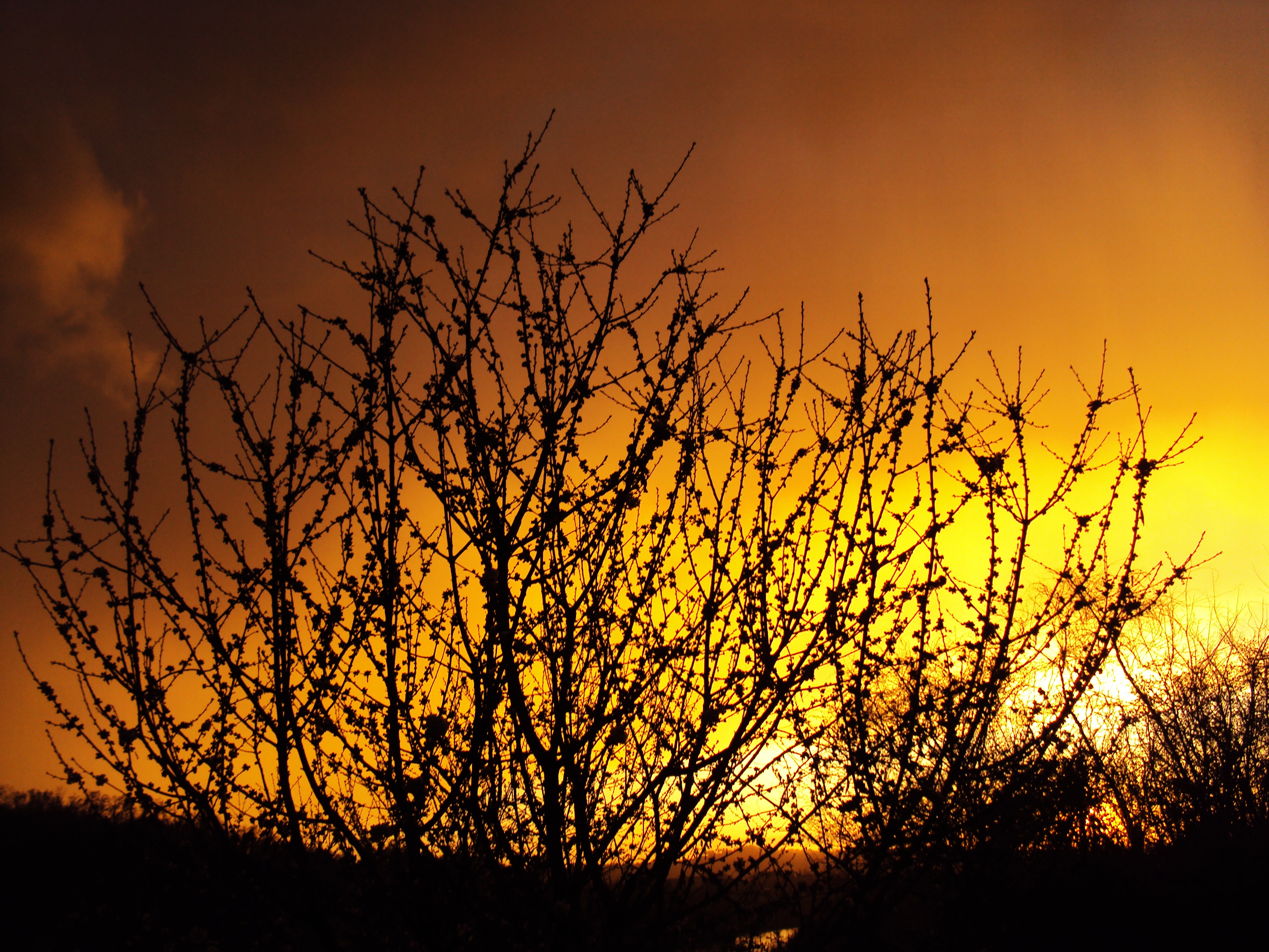 Golden sunset