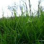 grass 2.