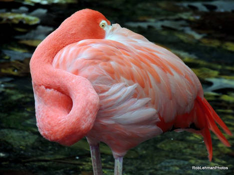 American Flamingo 02