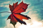 autumn leaf by medinka