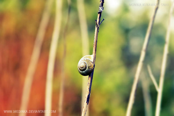 snail by medinka