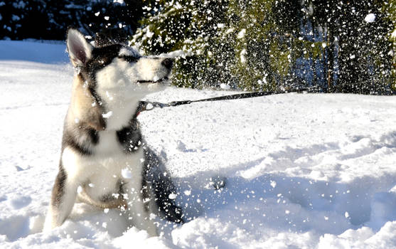 Snow dog