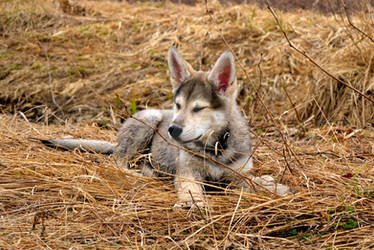 Wolf puppy