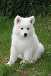 Polo (samoyed)