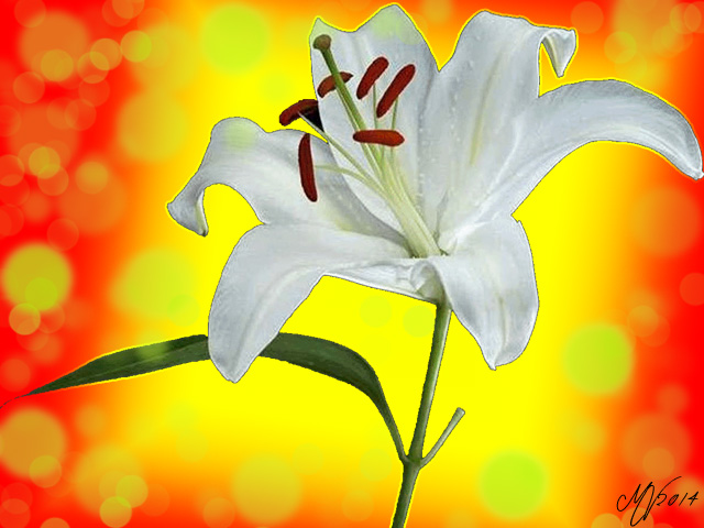 lilium