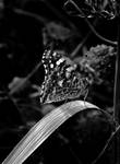 Black and White Butterfly by JBord