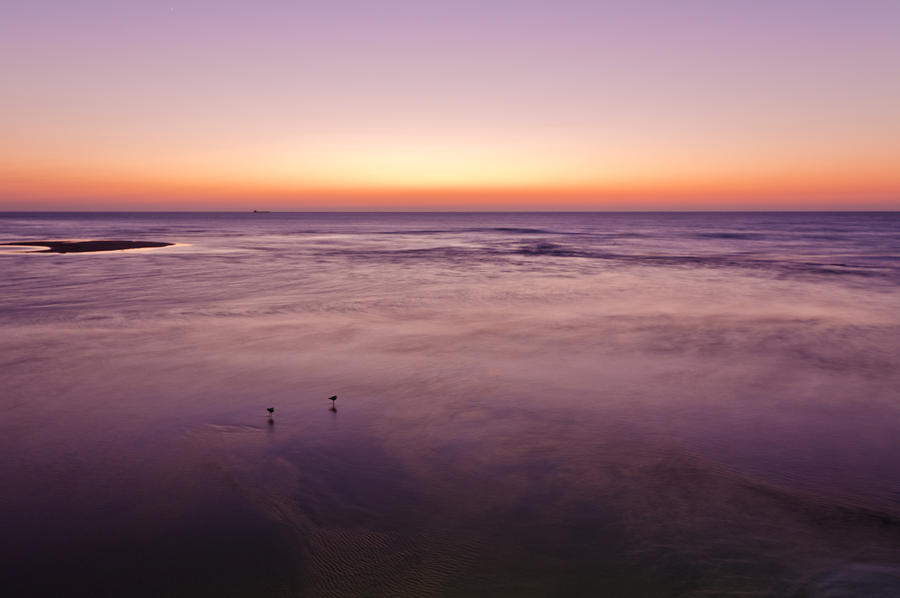 Lapwings after sunset