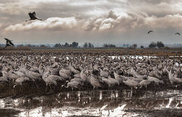 Birds in Lake Hula