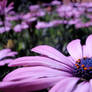 Field of daisies