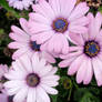 Purple Daisies