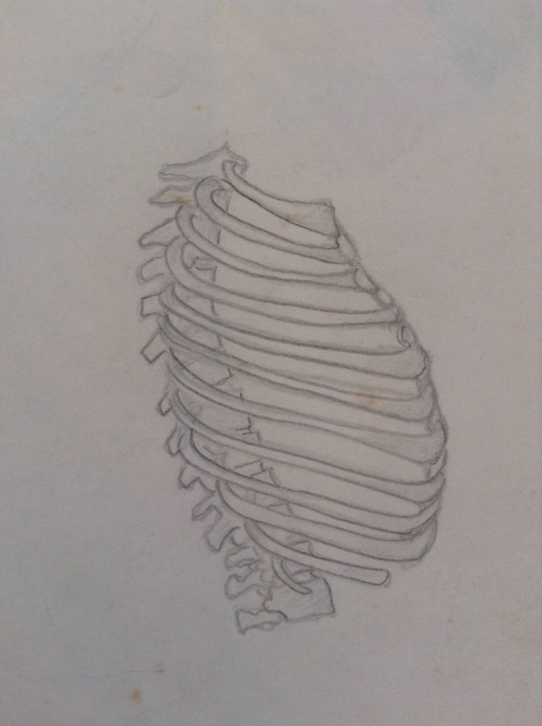 Skeleton- Ribs by the-names-maia on DeviantArt