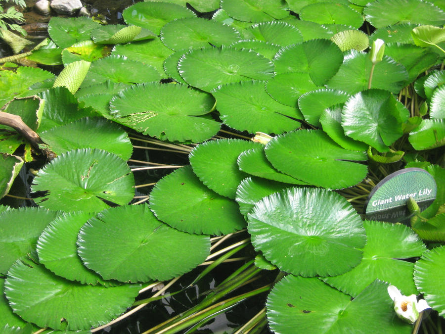 lilly pads