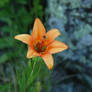 Wild Lily