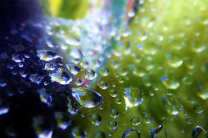 Dew Droplets