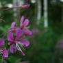 Forest Flowers