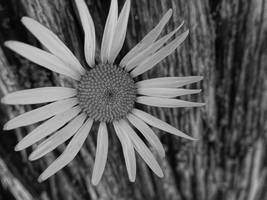 Flower and Juniper Tree