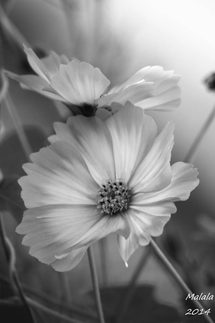 Happy Birthday, Jocelyne! by MDDahl Happy Birthday, Jocelyne! by MDDahl