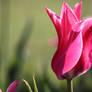 Pink tulip