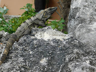 Iguana