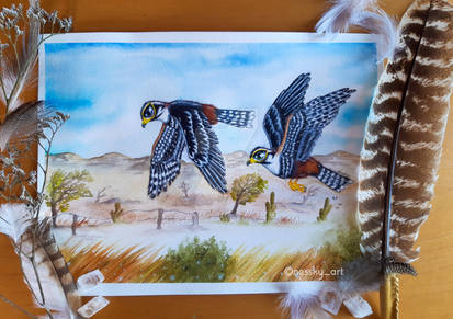 Aplomado falcons