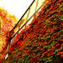 mur d'automne