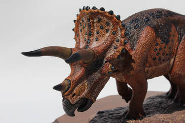 Triceratops Model Close Up