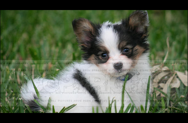 Saint Riley Saint Riley Portrait at 8 Week by Motto on DeviantArt