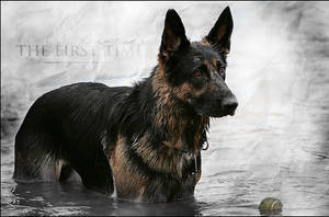 german shepherd dog is intense