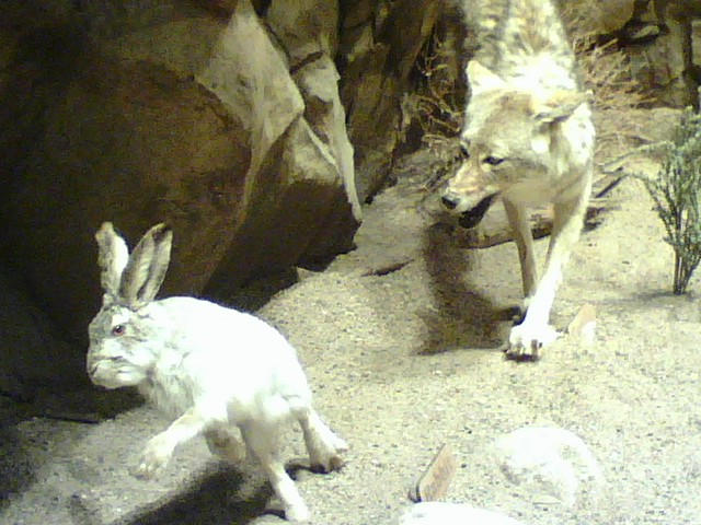 Coyote Stalking Rabbit by T1p2 on DeviantArt