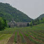 Lavander fields in Provence