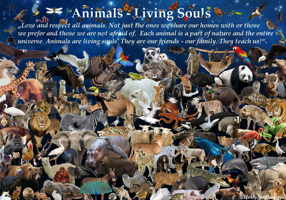 Animals of the world by HollyHarpyja on DeviantArt