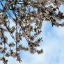 Spring Blossoms in the Sky